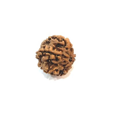1 Mukhi Round - Nepal