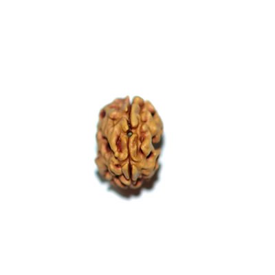 2 Mukhi - Deradhun 