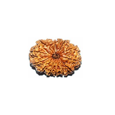 14 Mukhi 