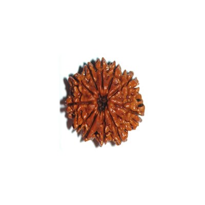 11 Mukhi 