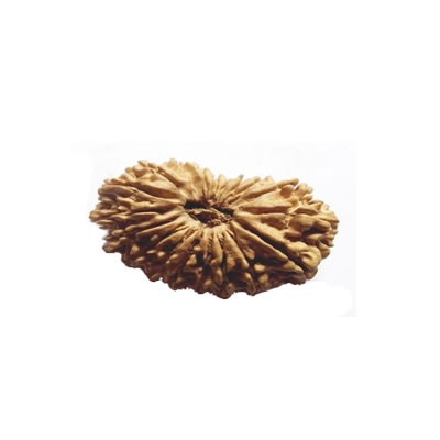 19 Mukhi
