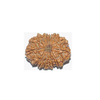 13 Mukhi 