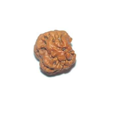 2 Mukhi - Nepal