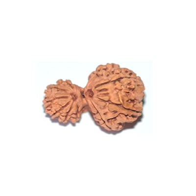 Gauri Ganesh Rudraksha 