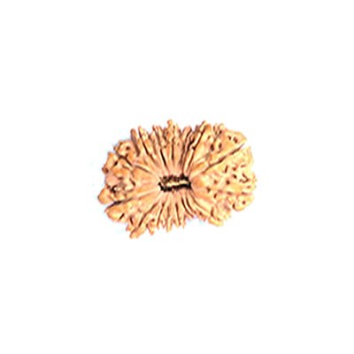 17 Mukhi 