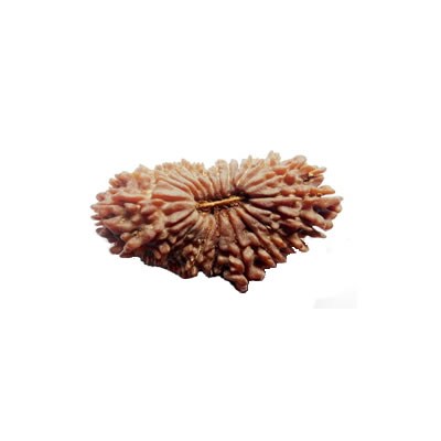 21 Mukhi 