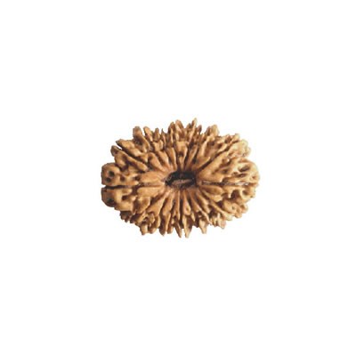 16 Mukhi 
