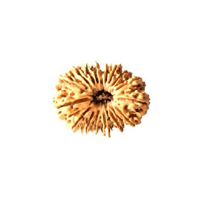 18 Mukhi