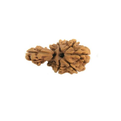 Nag Savar Rudraksha
