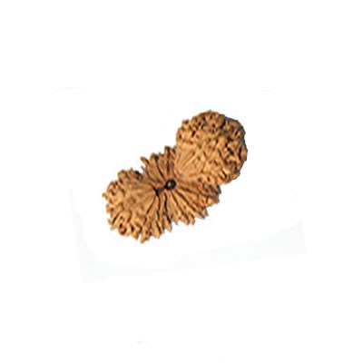 Trijuti Rudraksha