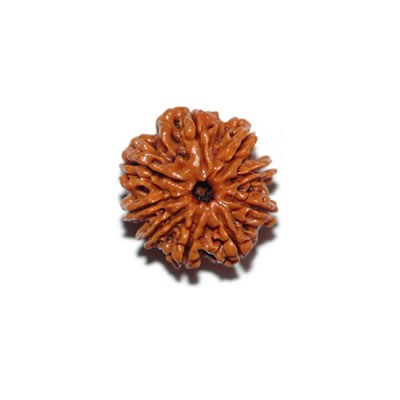 9 Mukhi