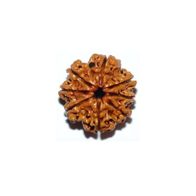 8 Mukhi 