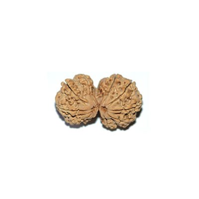 Gaurishankar Rudraksha