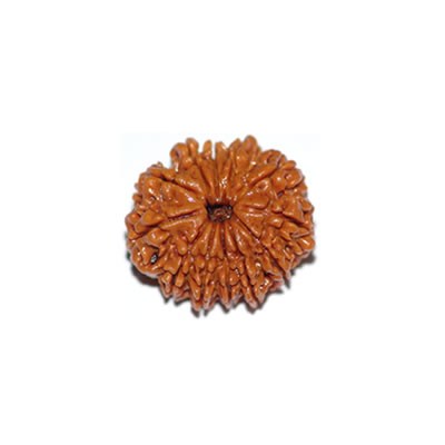 12 Mukhi 