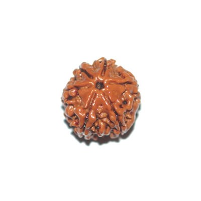 6 Mukhi 