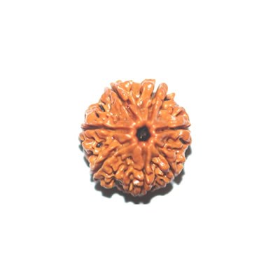 7 Mukhi 