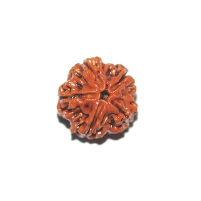 5 Mukhi 