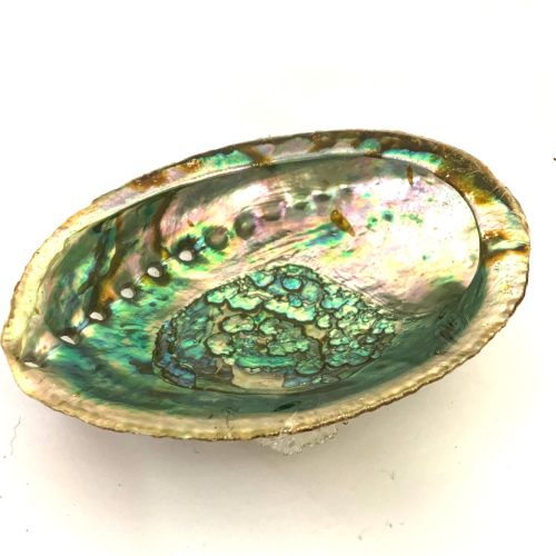 Abalone Shell