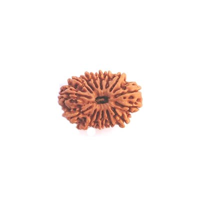 15 Mukhi 